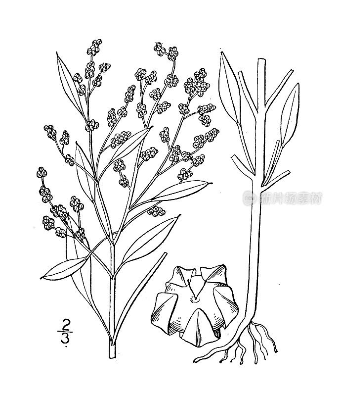 古植物学植物插图:Chenopodium Berlandieri, Berlandier's Goosefoot